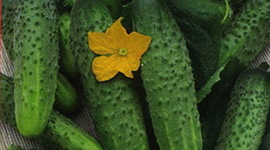 Timeline: Развитие растений