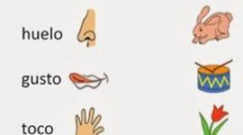 Timeline: Los sentidos