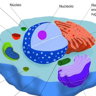 Timeline: Linea del tiempo sobre  teoría celular.