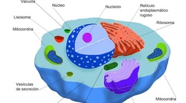 Timeline: Linea del tiempo sobre  teoría celular.
