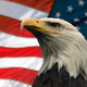 Bigstockphoto american eagle 239566