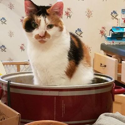 Timeline: Modern China