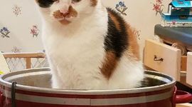 Timeline: Modern China