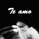 Imagenes gatos graciosos frases amor te amo 3