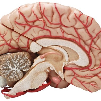 Timeline: ¿De dónde venimos y a dónde vamos? La evolución del sistema nervioso