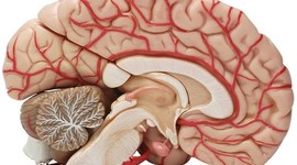 Timeline: ¿De dónde venimos y a dónde vamos? La evolución del sistema nervioso