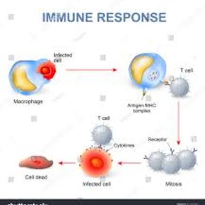 Timeline: Immune System Response