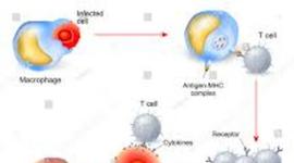 Timeline: Immune System Response