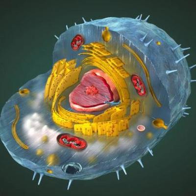 Timeline: La Célula