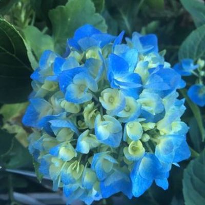 Timeline: Propagación de Hortensias (Hydrangea macrophylla)  por esquejes