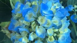 Timeline: Propagación de Hortensias (Hydrangea macrophylla)  por esquejes