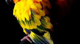 Timeline: Eix de la història