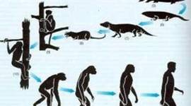 Timeline: EVOLUCIONISMO
