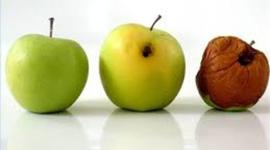 Timeline: decomposition