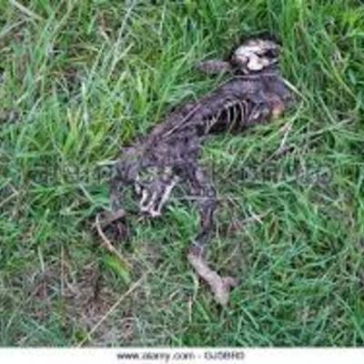 Timeline: Body Decomposition