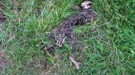 Timeline: Body Decomposition