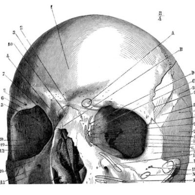 Timeline: Major Events in Decomposition