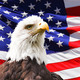 Bald eagle and a flag