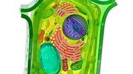 Timeline: История развития клетки