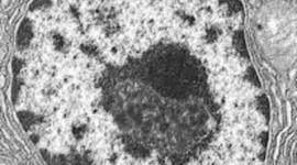 Timeline: Descubrimientos científicos de las células en 1550 - 1990