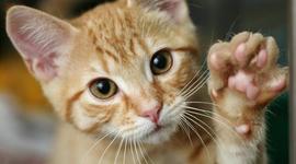 Timeline: historia de mi vida