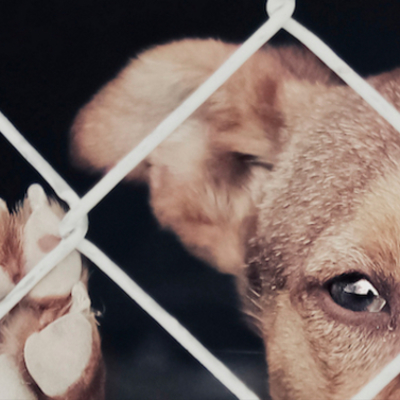 Timeline: Maltrato animal