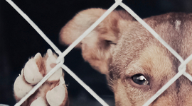 Timeline: Maltrato animal
