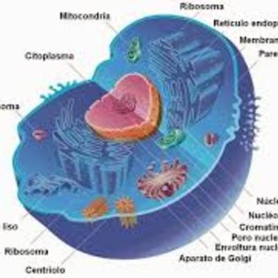 Timeline: Progreso de los científicos en el descubrimiento de la célula