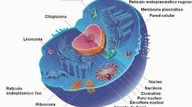 Timeline: Progreso de los científicos en el descubrimiento de la célula