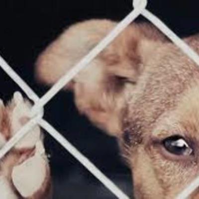 Timeline: Maltrato Animal