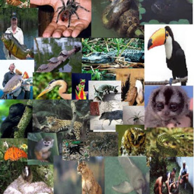 Timeline: cambios en el ecosistema del departamento del amazonas