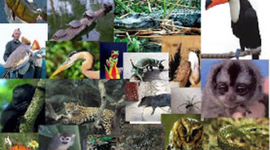 Timeline: cambios en el ecosistema del departamento del amazonas