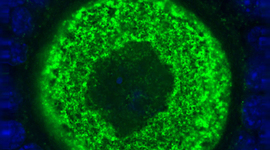 Timeline: Teoría celular