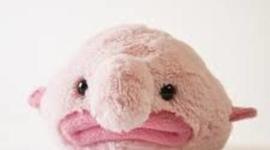 Timeline: Petò jonsohn