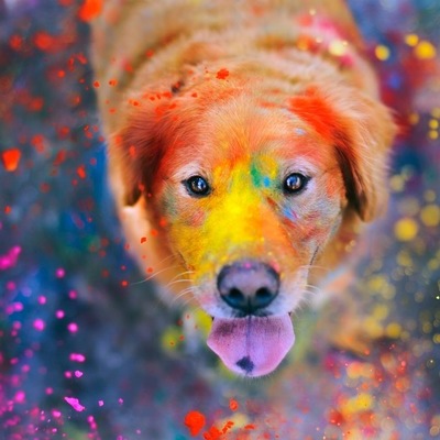 Timeline: Adopción Canina