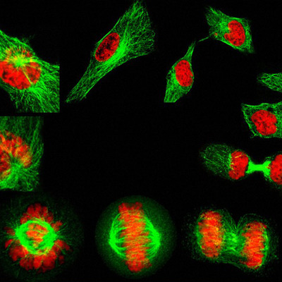 Timeline: The History of The Cell Theory