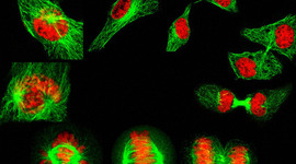 Timeline: The History of The Cell Theory