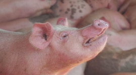 Timeline: Historia del Ganado Porcino