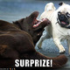 Funny dog pictures surprise pug