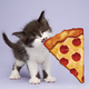 Emoji kittens tania hennessy slice of pizza  2016 tania hennessy