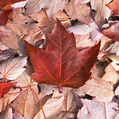 Timeline: Canadian History Timeline: 1815-1914