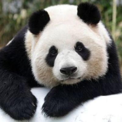 Timeline: pandas