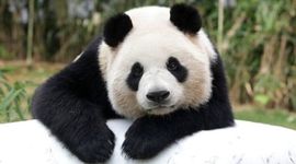 Timeline: pandas