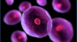 Timeline: el descubrimiento de las células