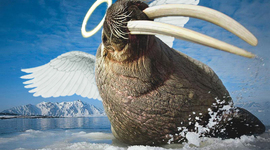 Timeline: CJMMP SegundaGuerraMundial