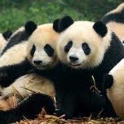 Timeline: Medidas de prevención animalistas