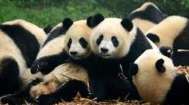 Timeline: Medidas de prevención animalistas