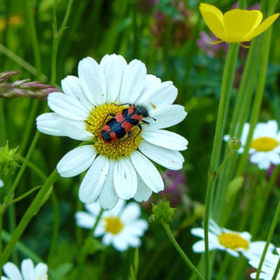 Timeline: Fechas ambientales
