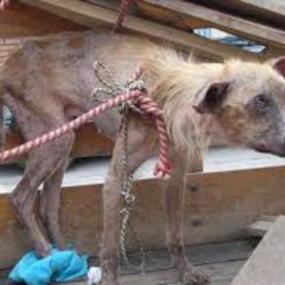 Timeline: LINEA DEL TIEMPO DEL MALTRATO ANIMAL