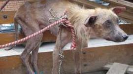 Timeline: LINEA DEL TIEMPO DEL MALTRATO ANIMAL